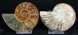 / Inch Polished Ammonite - Crystal Pockets #3311-1